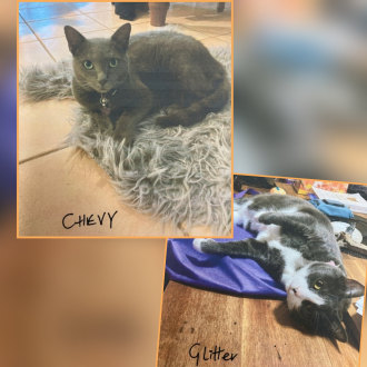 Female Domestic Short Hair Cat