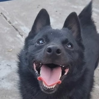 Small Female Schipperke Dog