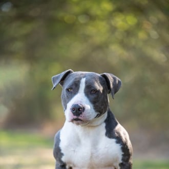 View all recently adopted pets!