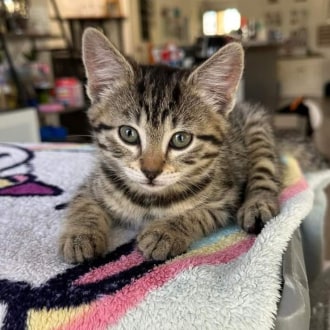 Female Domestic Short Hair Cat