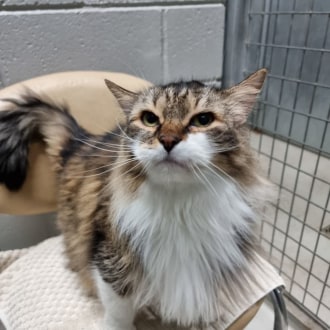 Female Domestic Long Hair Cat