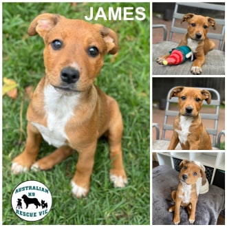 Medium Male Australian Cattle Dog Mix Dog