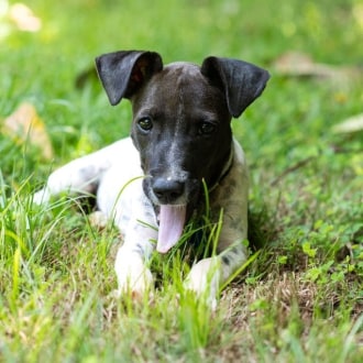 Medium Female Mixed Breed Dog