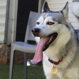 Medium Female Siberian Husky Mix Dog