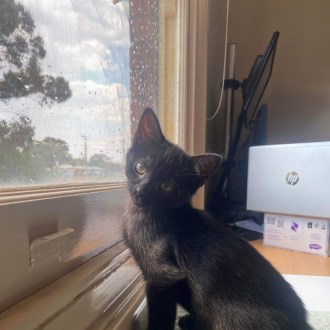Female Domestic Short Hair Mix Cat