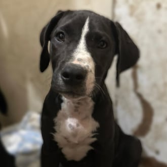 View all recently adopted pets!