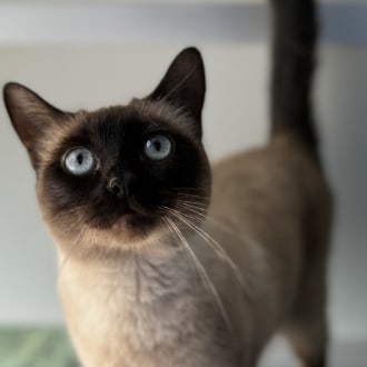 Female Burmese Mix Cat