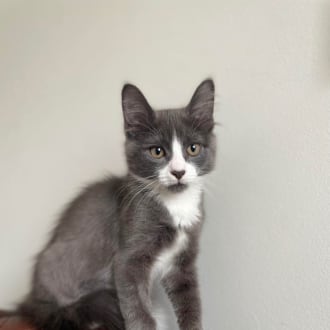 Male Domestic Short Hair Cat