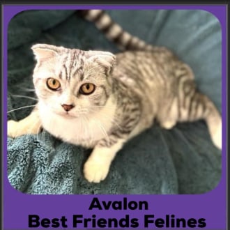 Female Scottish Fold Cat