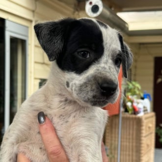 Medium Male Kelpie x Australian Cattle Dog Mix Dog