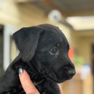 Medium Female Kelpie x Australian Cattle Dog Mix Dog