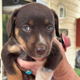 Medium Female Kelpie x Australian Cattle Dog Mix Dog