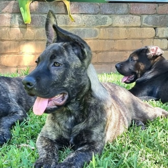 Large Male American Bulldog x German Shepherd Mix Dog