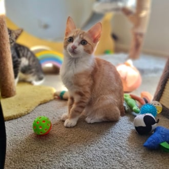 View all recently adopted pets!