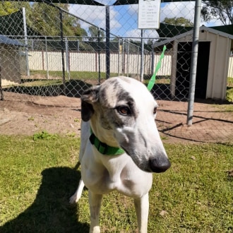 Large Female Greyhound Dog