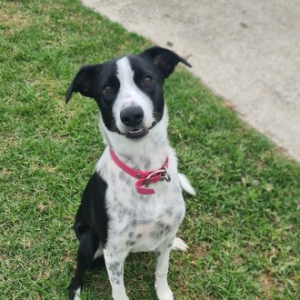 Medium Female Border Collie x Kelpie Mix Dog