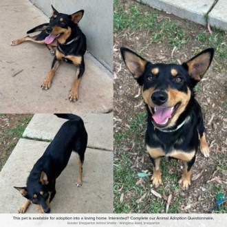 Medium Female Kelpie Dog