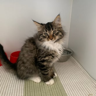 Male Domestic Medium Hair Cat