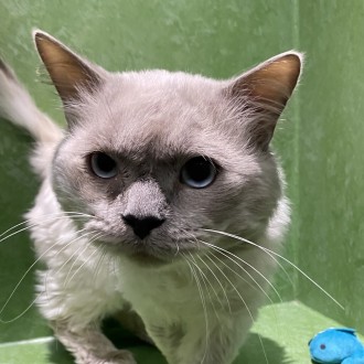 Male Ragdoll Cat