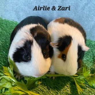 Female Short-hair   Guinea Pig