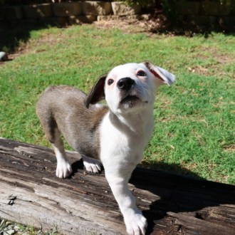 Medium Female Jack Russell Terrier x Mixed Breed Mix Dog