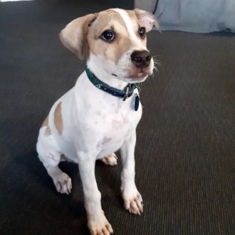 Medium Male Jack Russell Terrier x Mixed Breed Mix Dog