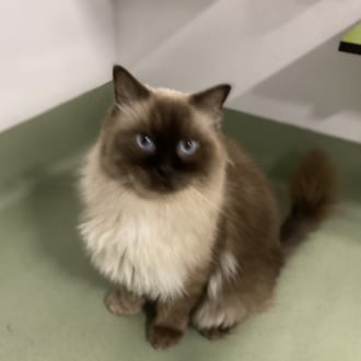 Male Ragdoll Mix Cat