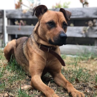 Medium Female Kelpie Mix Dog