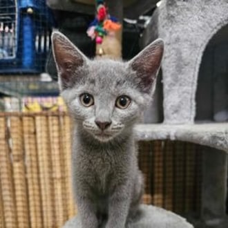 View all recently adopted pets!