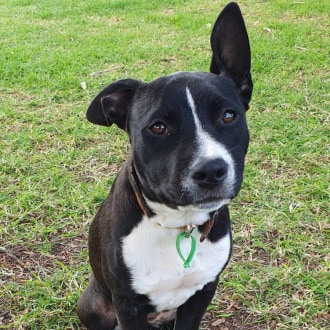 Medium Female Staffy Mix Dog