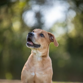 Large Male Mastiff Mix Dog