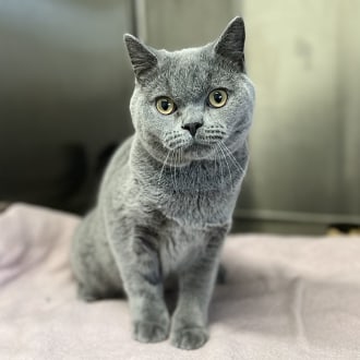 Male British Shorthair Cat