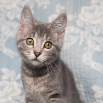 Female Domestic Short Hair Mix Cat