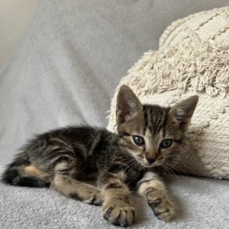 Male European Shorthair Mix Cat