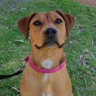 Medium Female American Bulldog x Kelpie Mix Dog