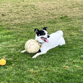 Medium Female Jack Russell Terrier x Cattle Dog Mix Dog