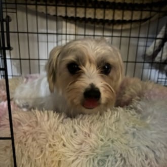 Small Male Maltese Dog