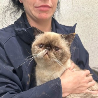 Female Persian Mix Cat