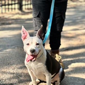 Medium Female Staffy Mix Dog