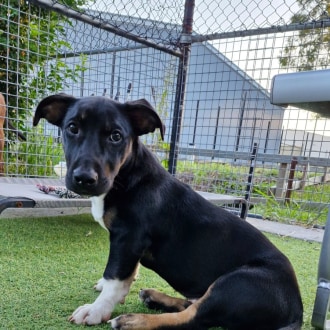 Small Male Basset Hound Mix Dog