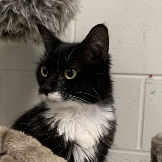 Female Domestic Medium Hair Mix Cat