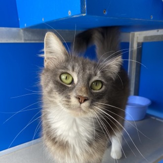 Female Domestic Long Hair Mix Cat