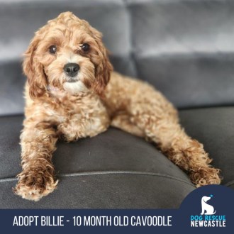 Small Female Cavalier King Charles Spaniel x Poodle Dog