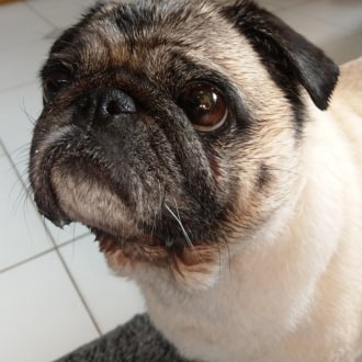 Small Female Pug Dog