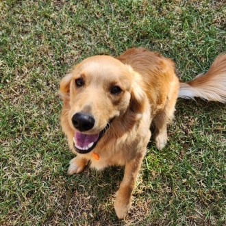 Medium Male Golden Retriever Mix Dog