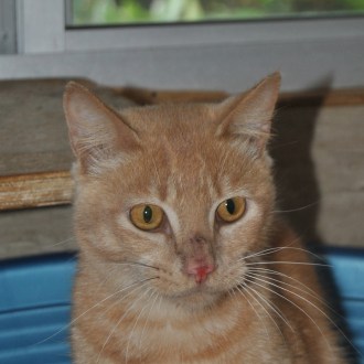 Male Domestic Short Hair Mix Cat