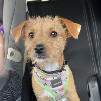 Small Female Jack Russell Terrier Mix Dog