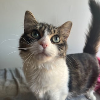 Female Domestic Medium Hair Cat