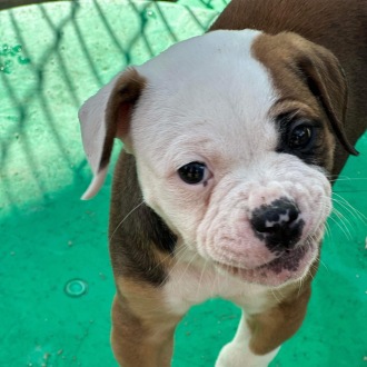 Medium Female American Bulldog Dog