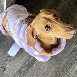 Small Female Dachshund Dog